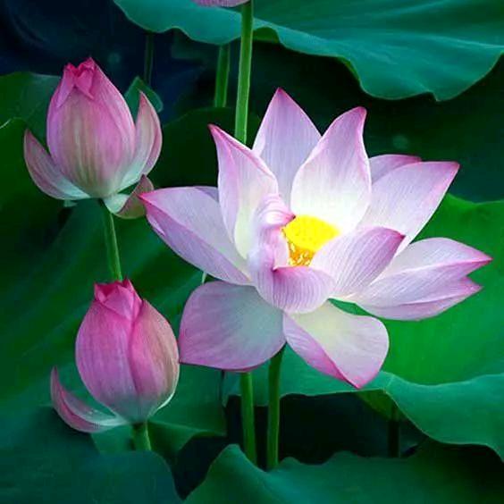 💞单纯♩美好💞