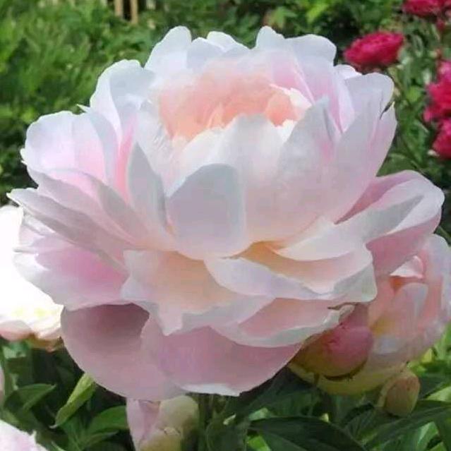 尘封锁爱