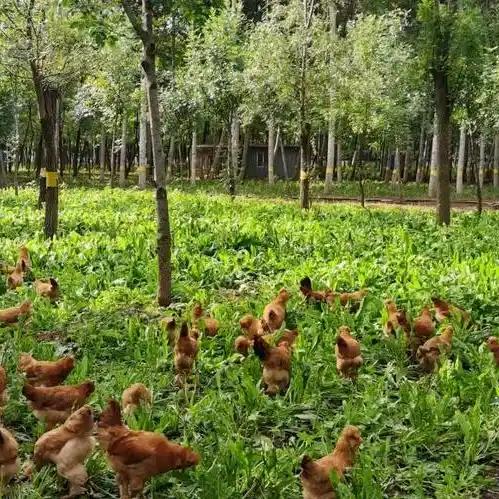 禽兽绿色农场
