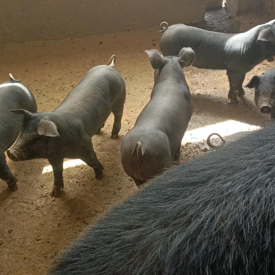 环县境内猪娃送货上门