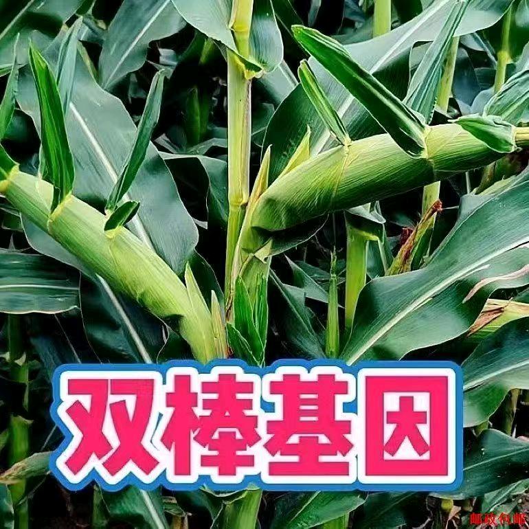 庆丰收种业