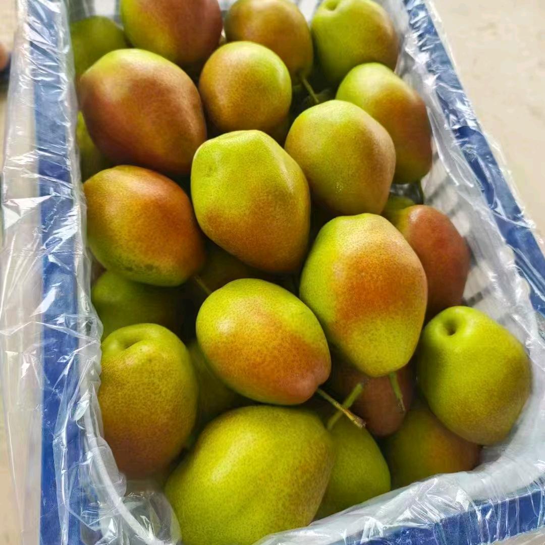 河北梨果供应链