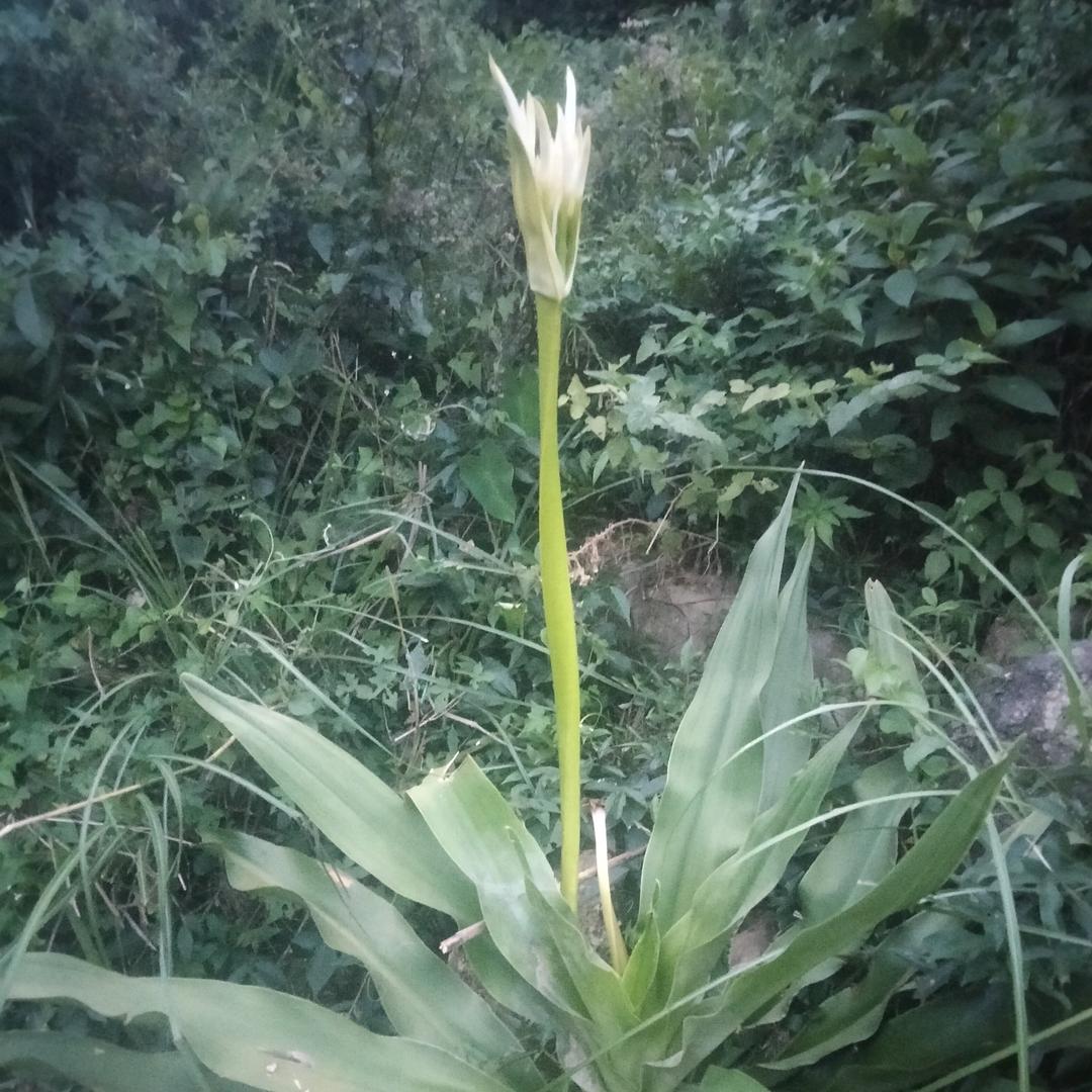 (*^ω^*)啥也不是╰(*´︶`