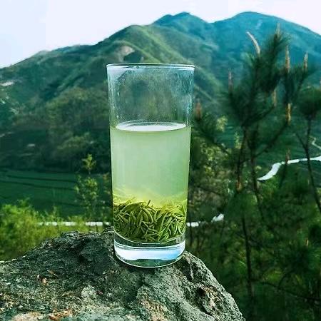 信阳毛尖（h r）