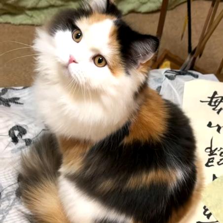 小宝zzz