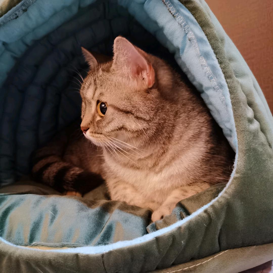 ✔奥特曼打小怪兽