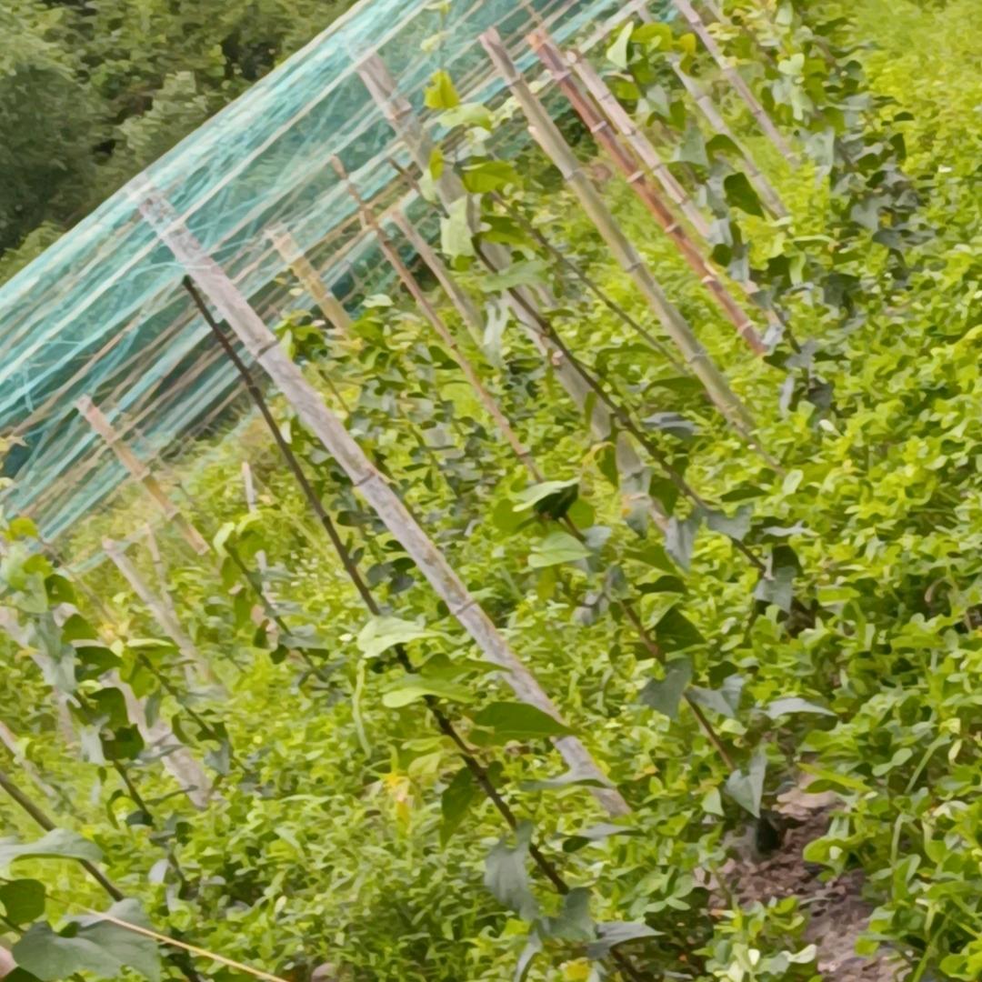 用户辉妹家庭农场