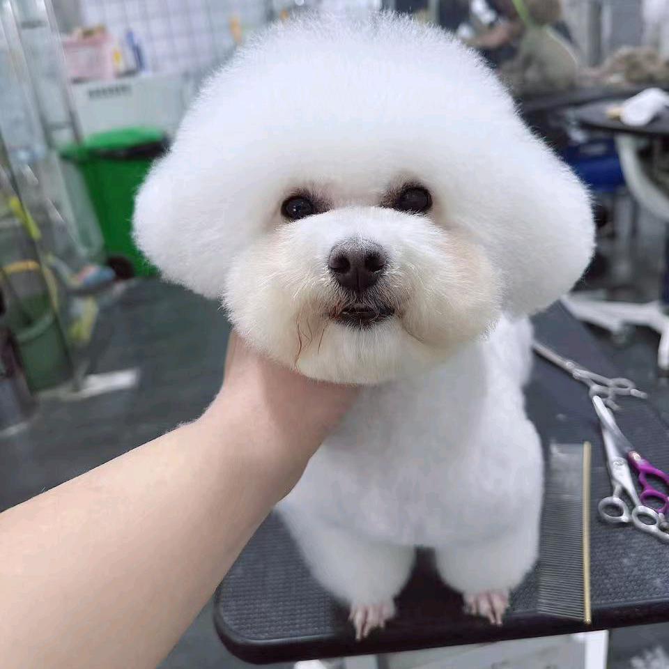 闪耀佳选