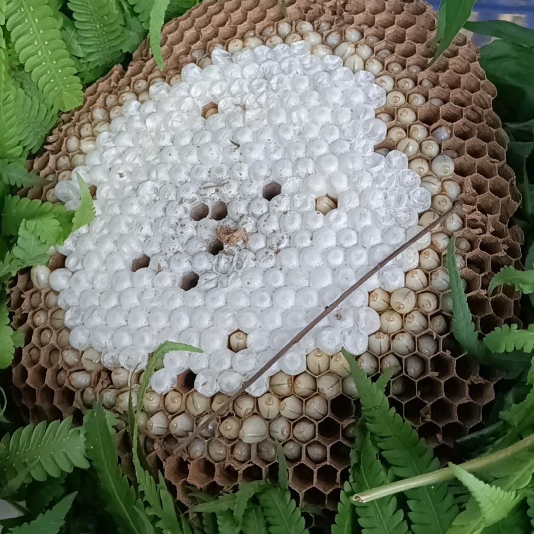 调皮小刘