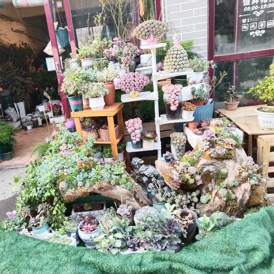 青红《呼啦圈》