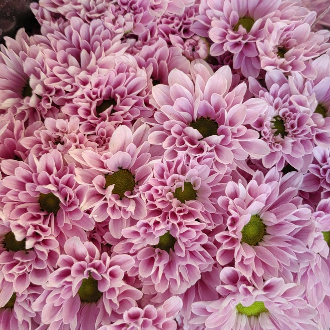 宏图鲜花