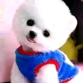 AIIen（中年小生）