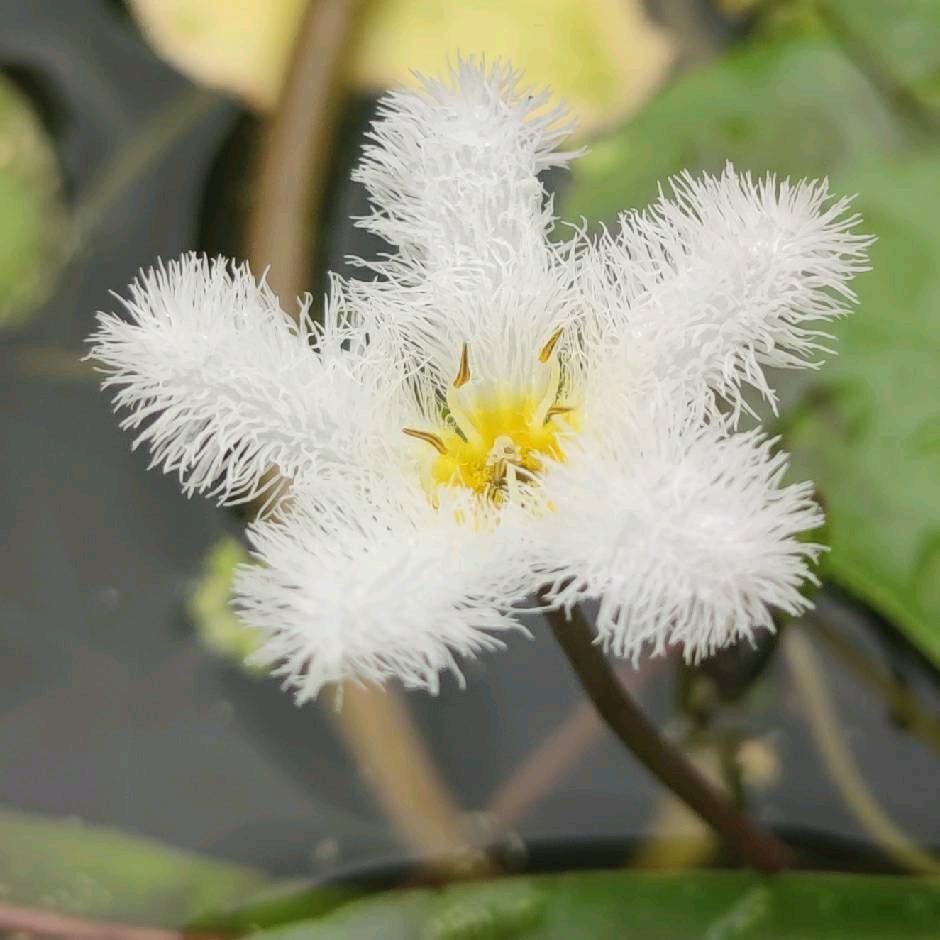 明悦之回响有声