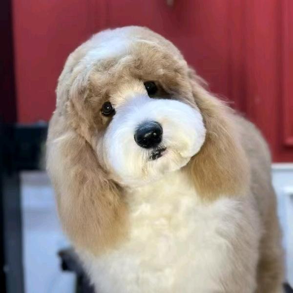 掉漆的小狗卷卷