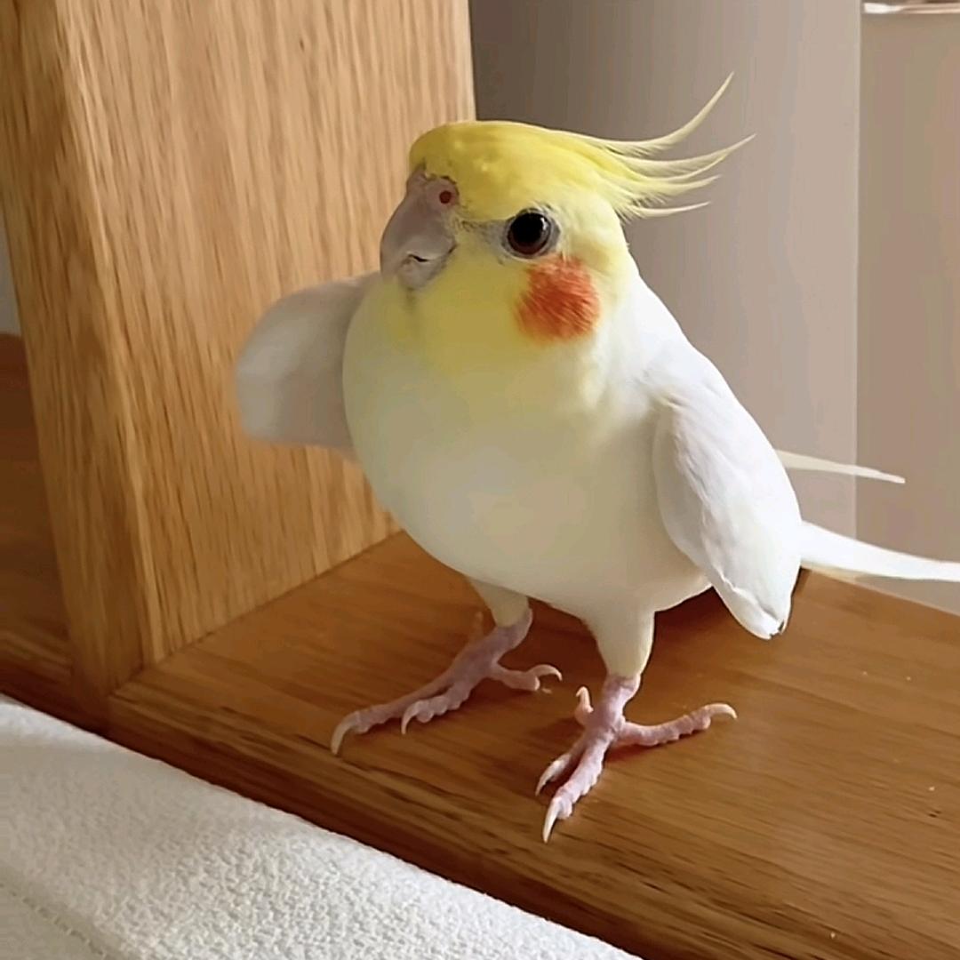 🥥头像