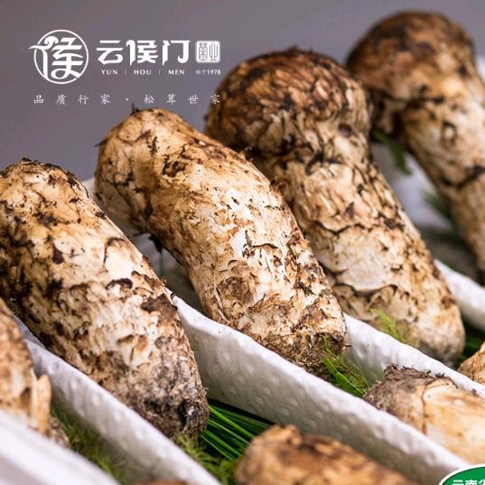 开红松茸