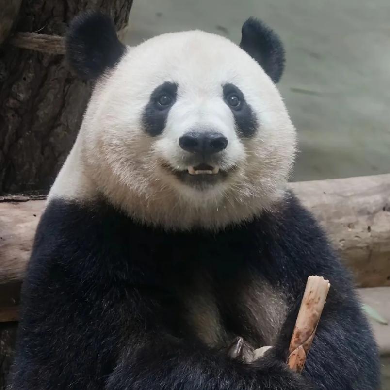 你的唐
