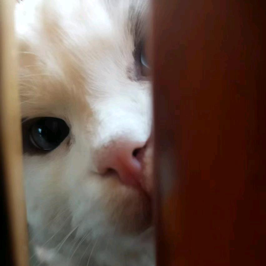 枝与蔓