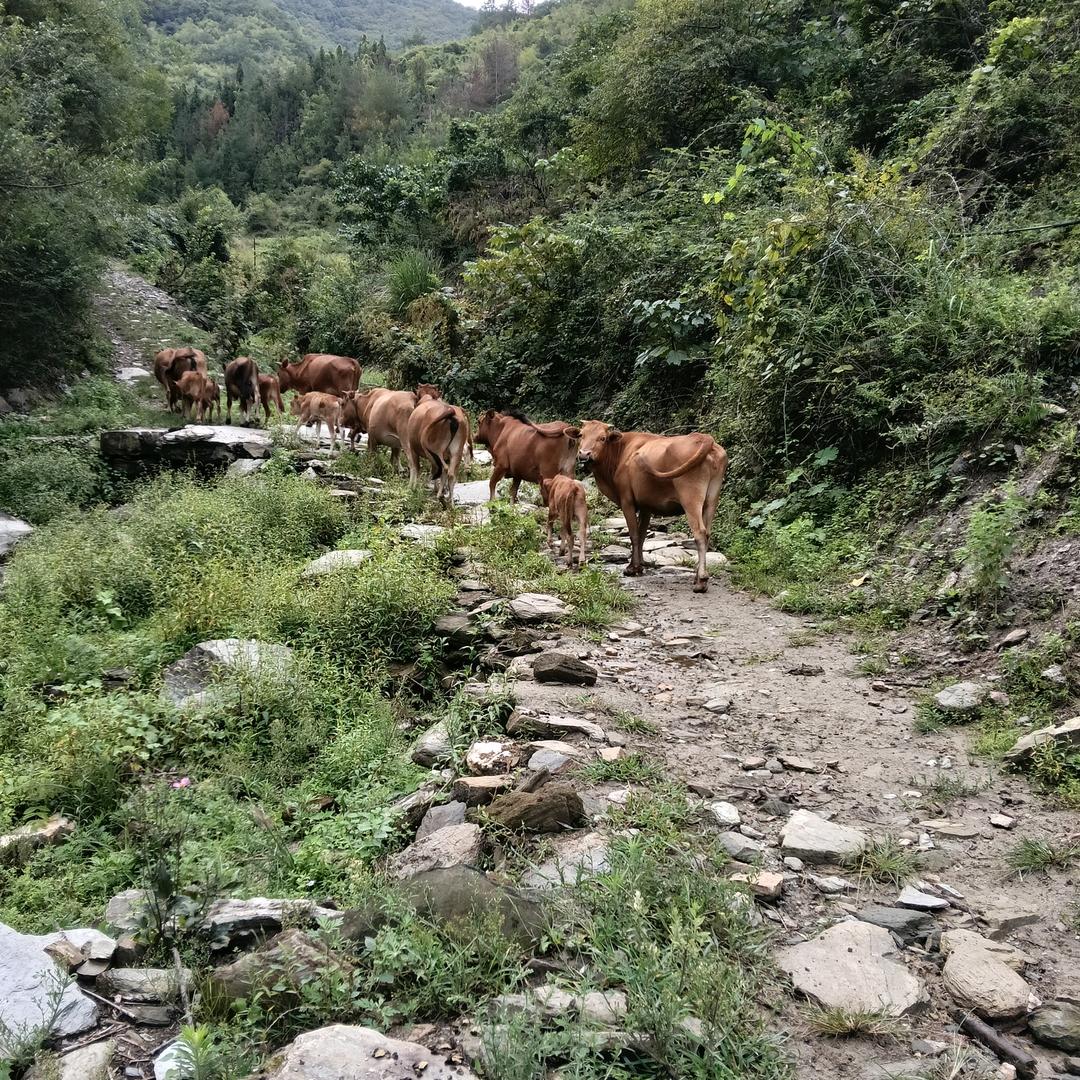 大山深处