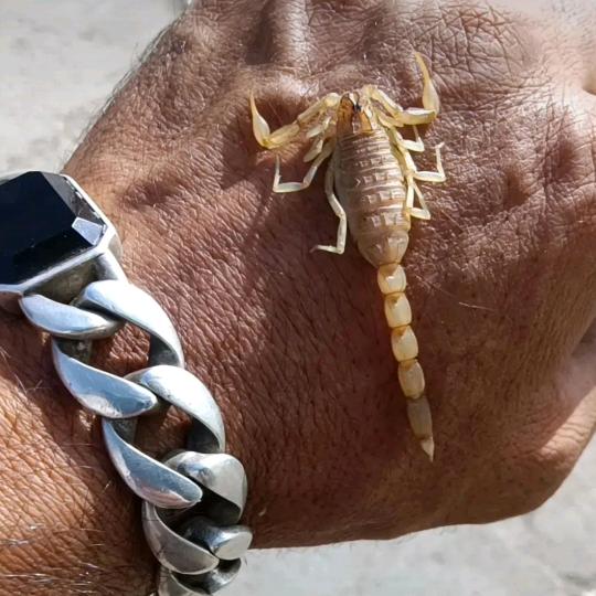 新疆和田籽料888