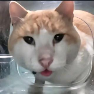 猫meme花生米