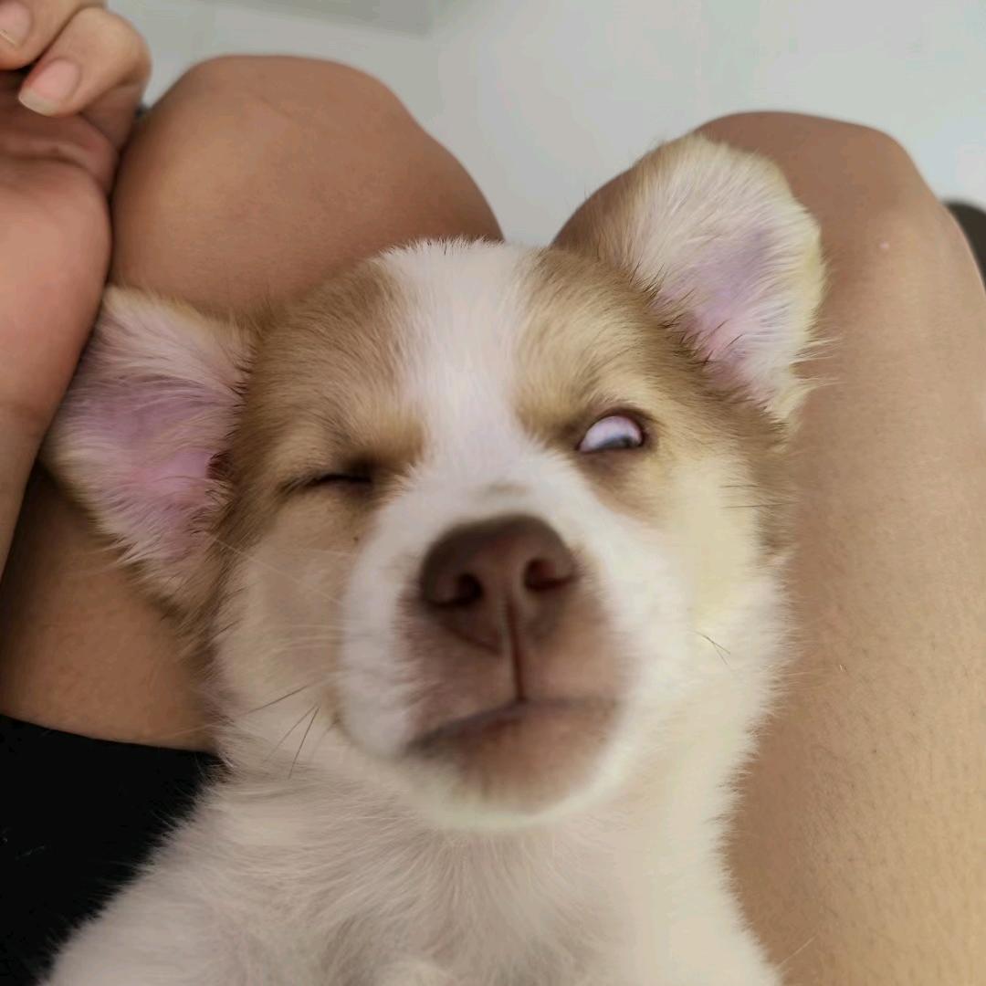 一只柠檬呀🐶