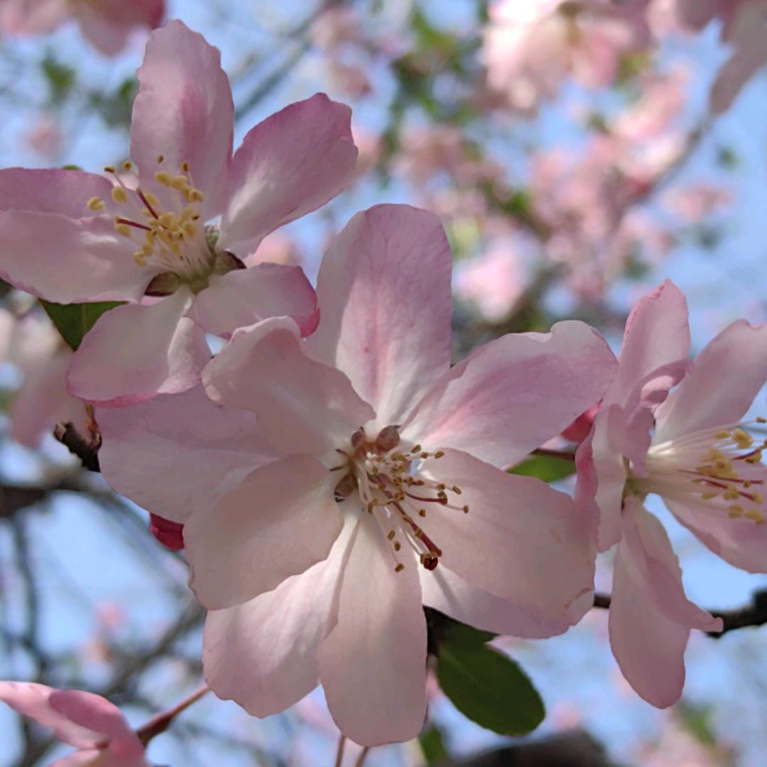 海棠微雨（手机摄影师）