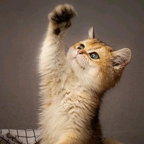 子非鱼，安知鱼之乐