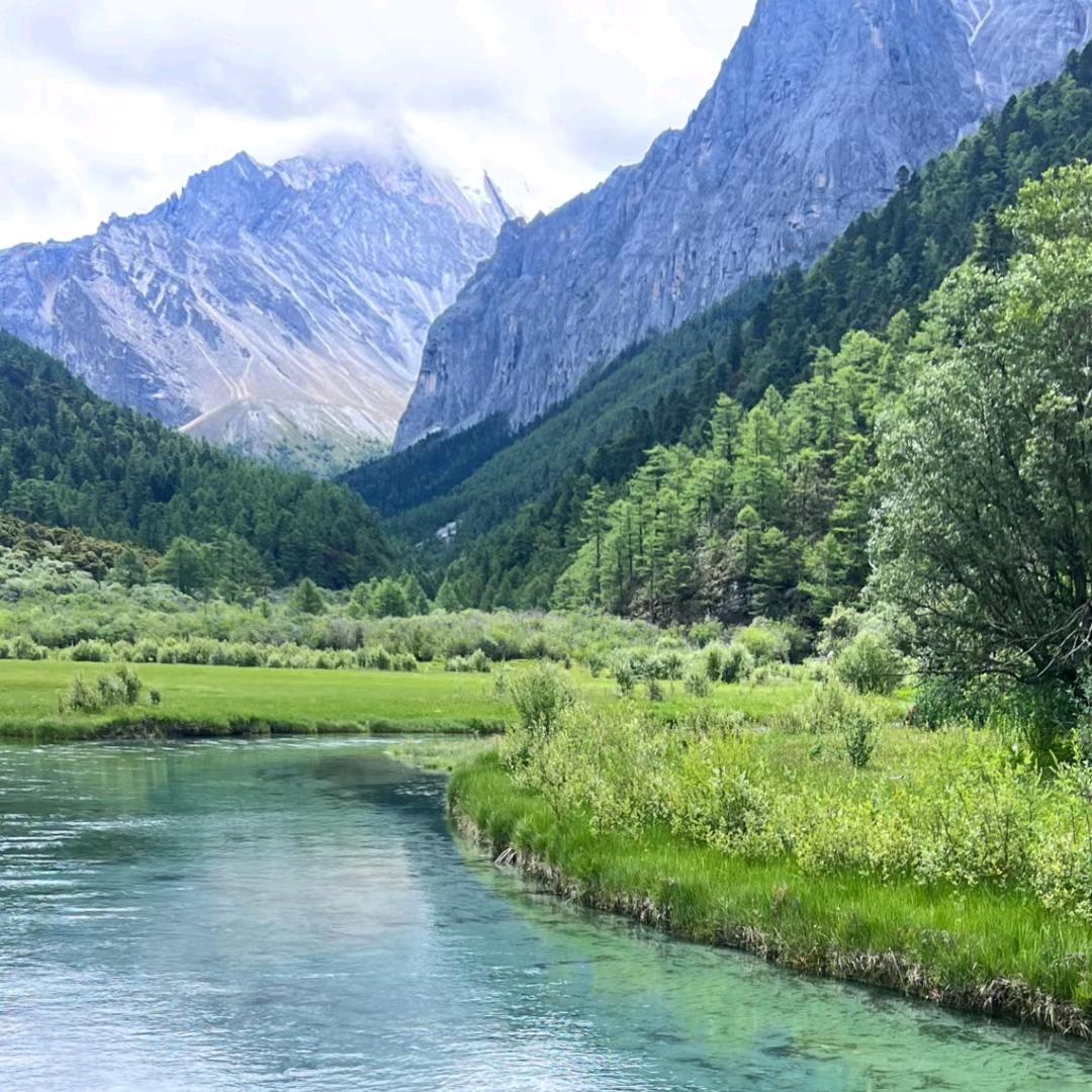 绿化苗木王爱宝越来越好