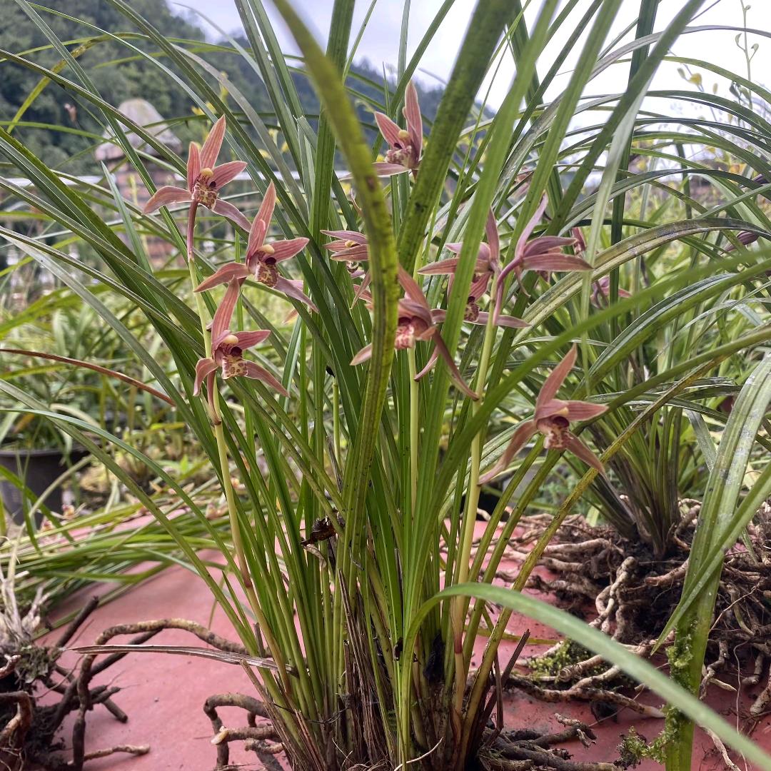 小馬兰花盆景（资源）