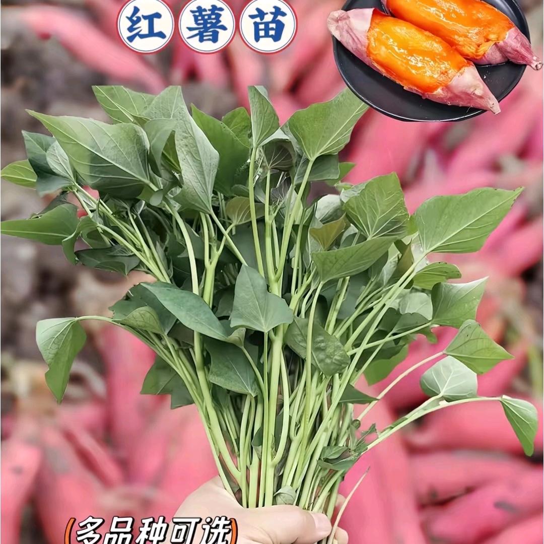 夏津英姐
