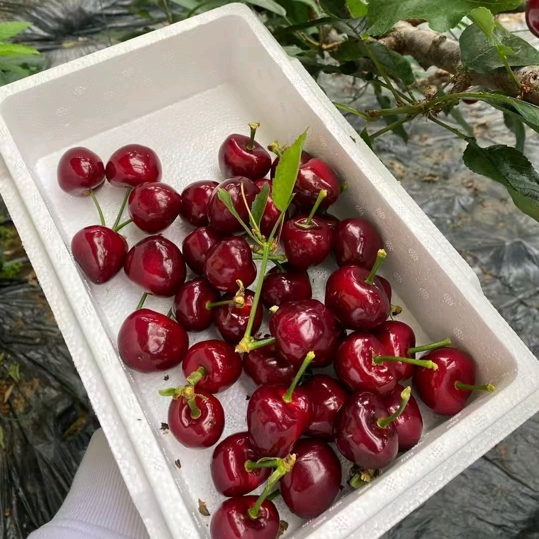东北水果搬运工头像