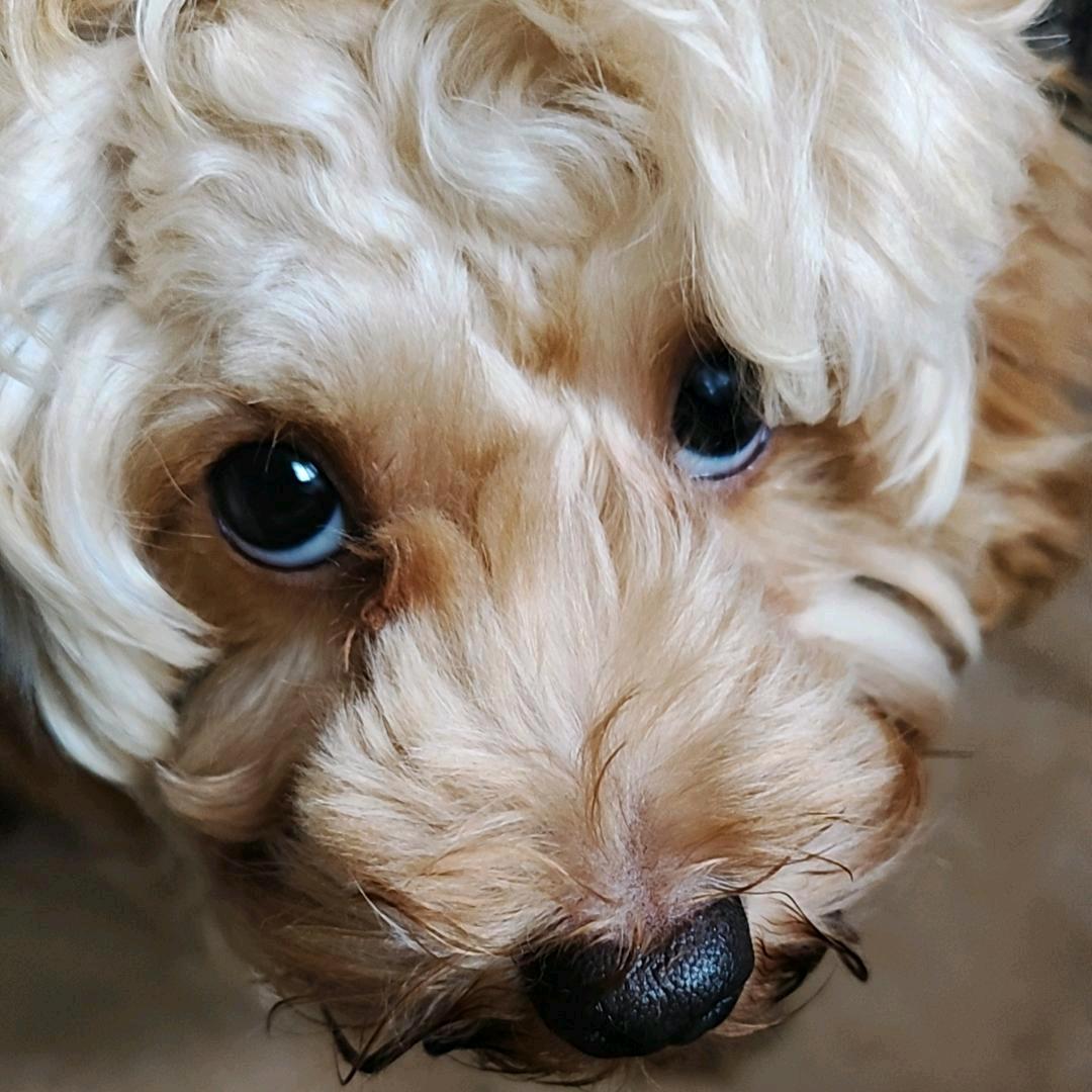 不会说的小丑