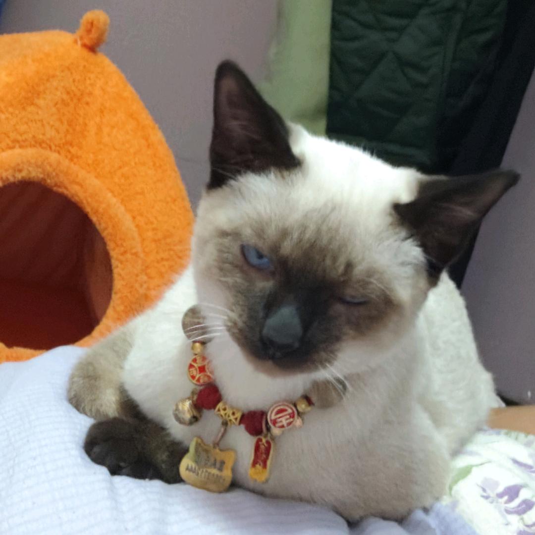 ⑧º涛哥(王者荣耀 每晚8点直播)