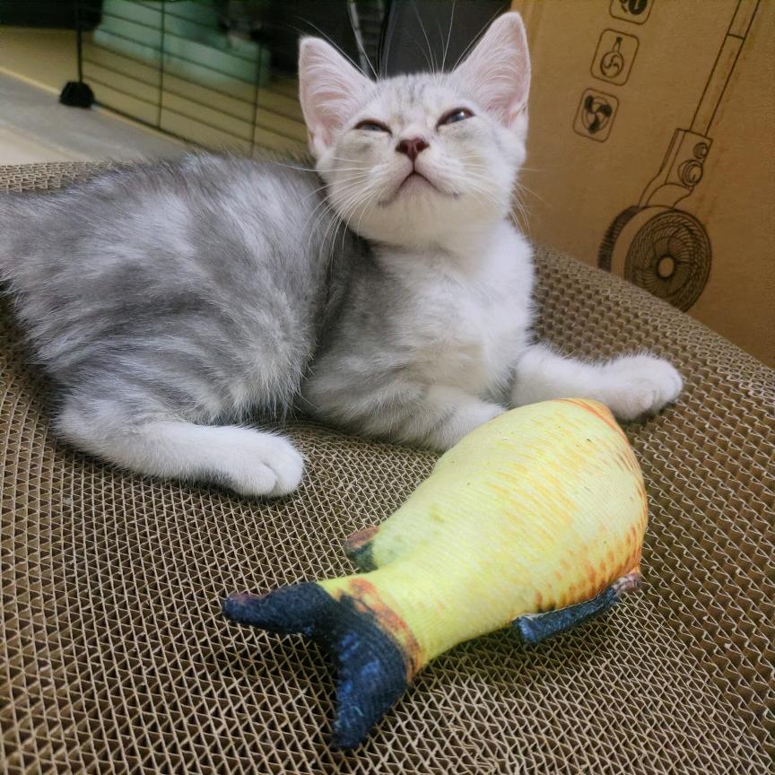 郭拾柒