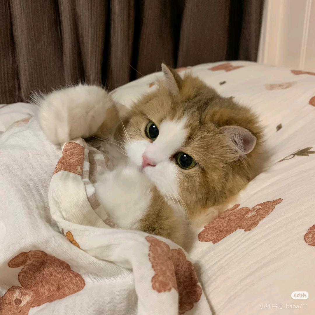呆呆Baby .🥑