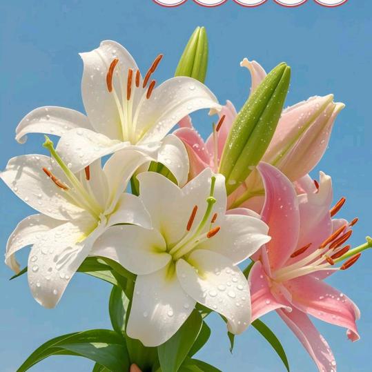 百合也有春天9861608116045