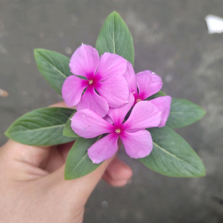 ₅₂₀💞࿐李李原上草🦹¹ᶟ₁₄