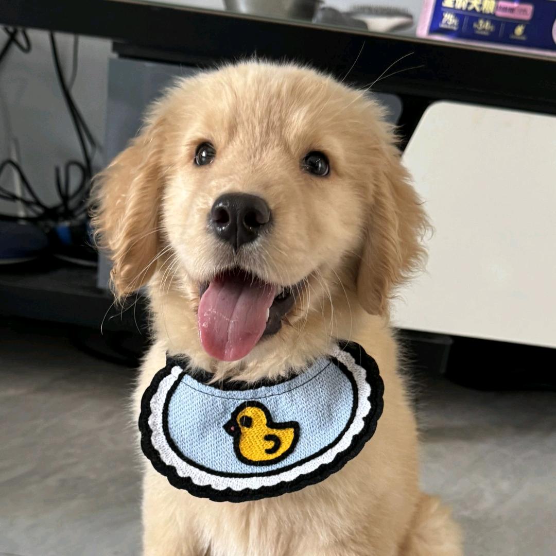 开心犬舍