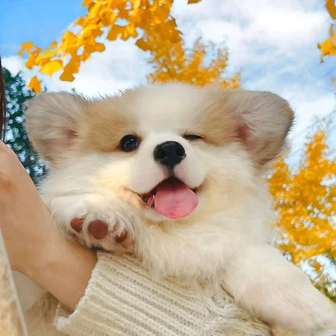 乙巳蛇年的说书人