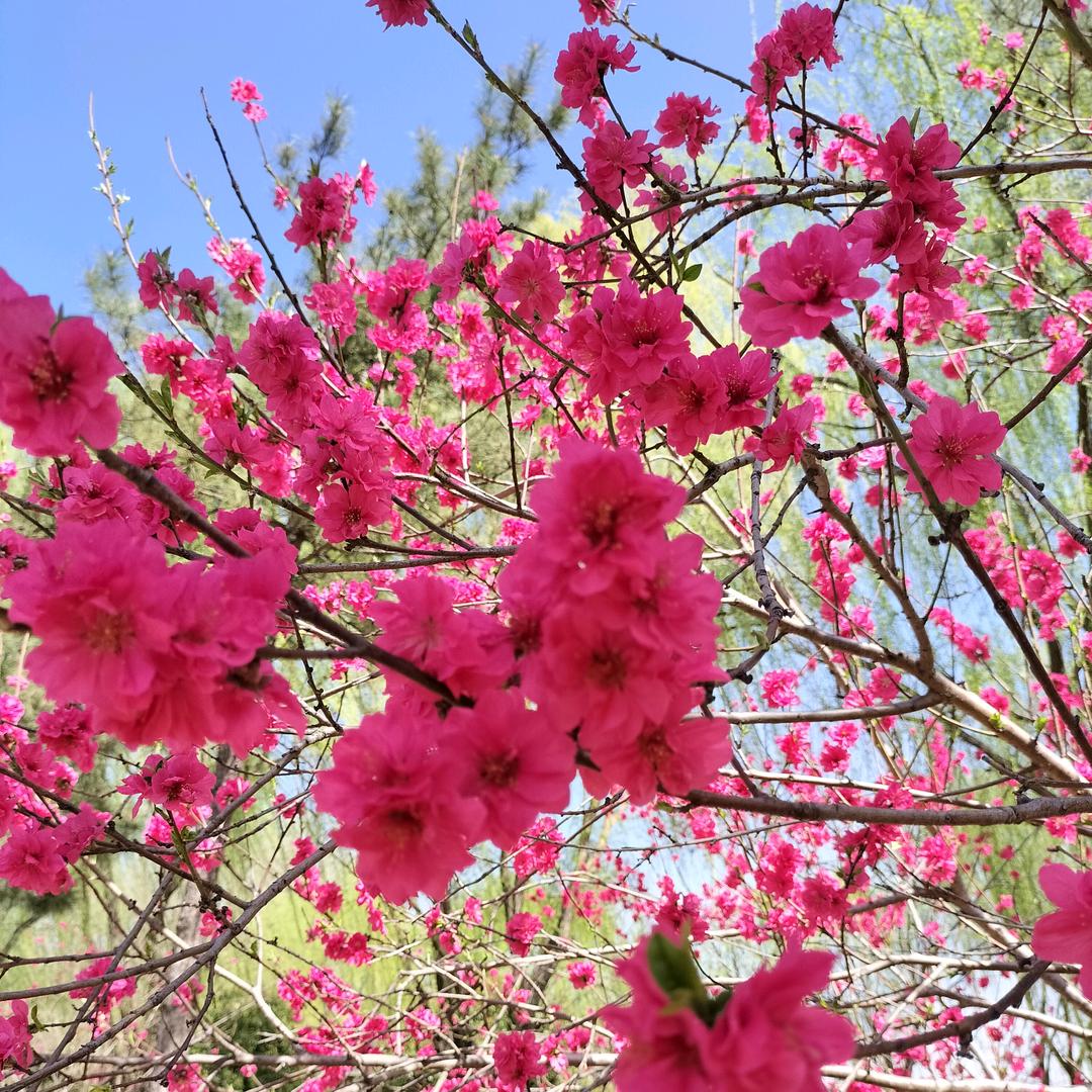 护花