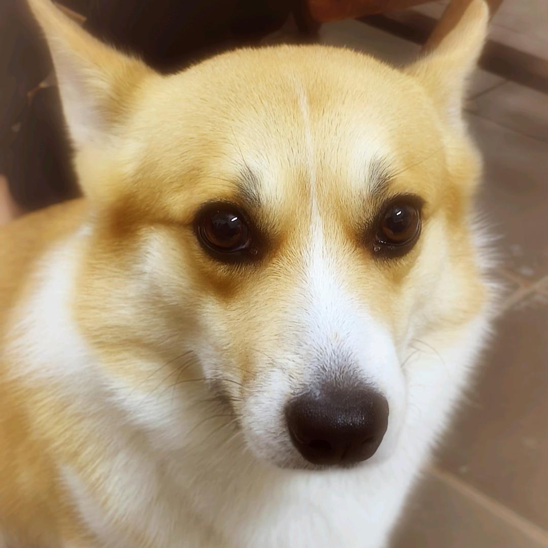 春风聆Donna意