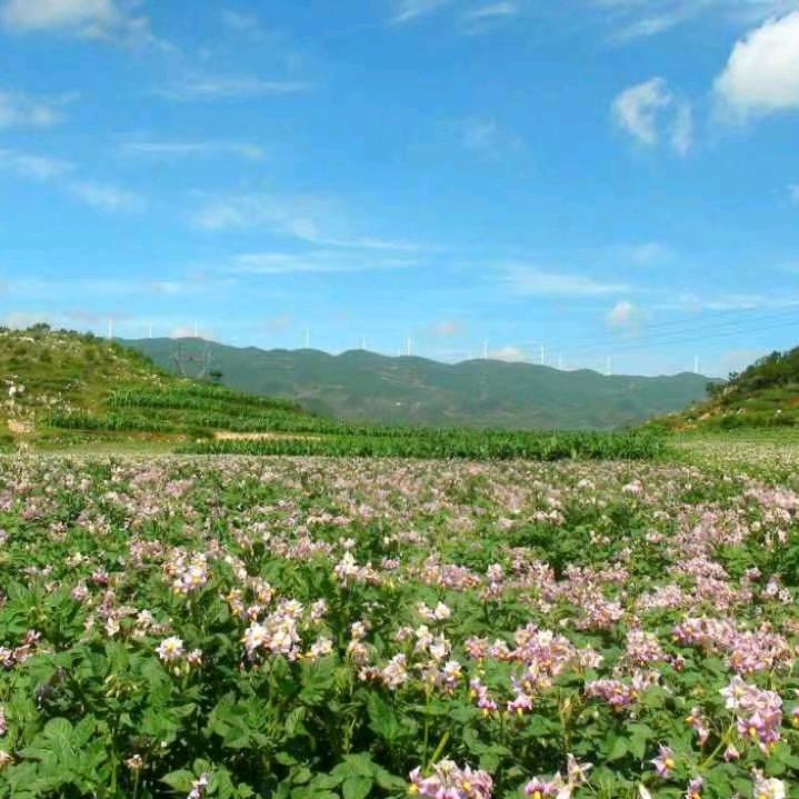 高原特色蔬菜店