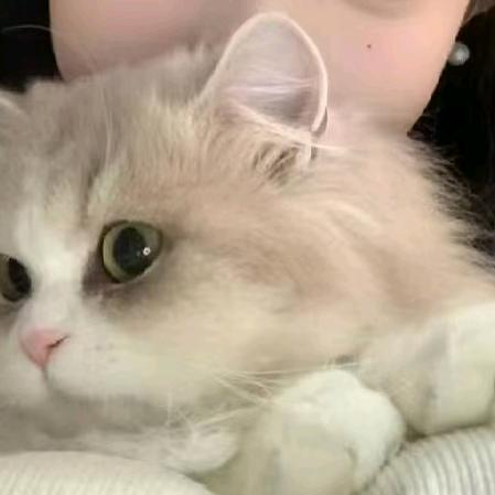 小狗