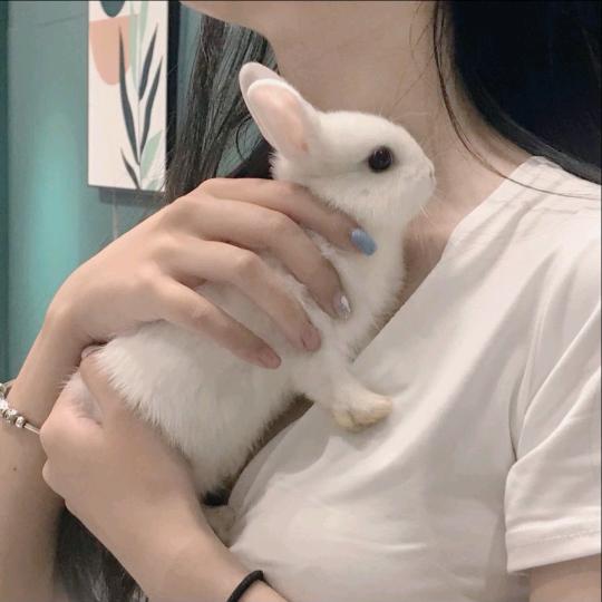 小兔沉沉