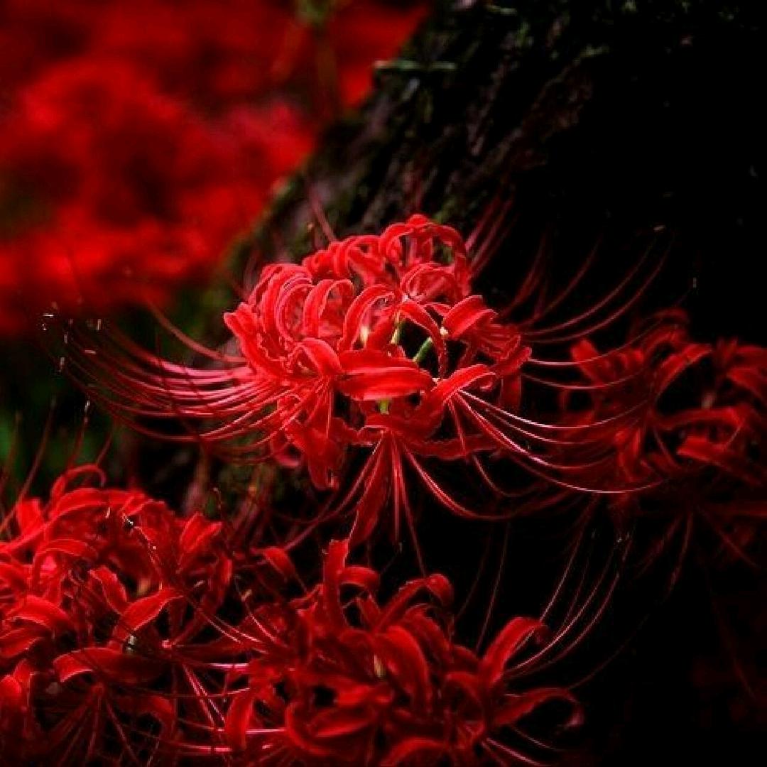 后来的无花果🧚‍♂️👻