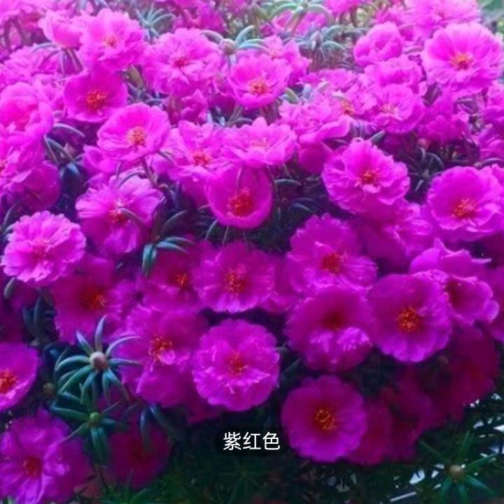 飞飞..