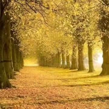 喜临门床垫：李明