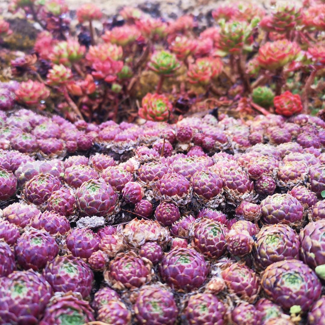 花开富贵00
