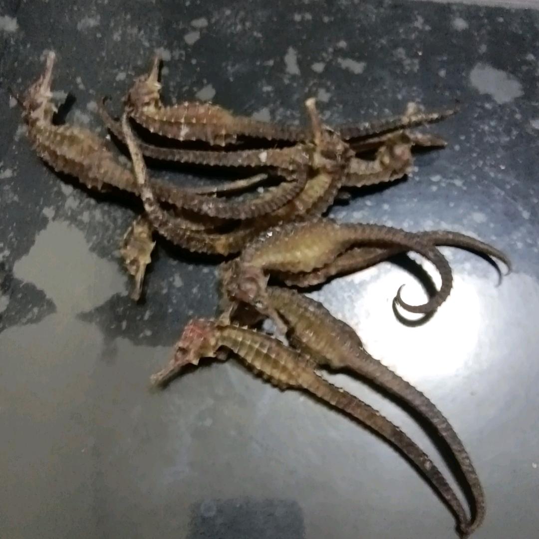 大海的声音